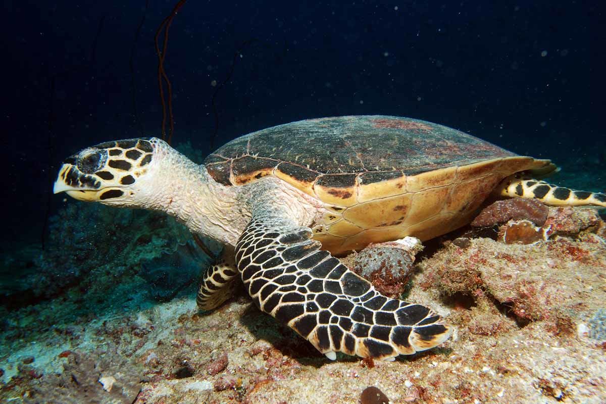 Circuit Échappée Active Hôtel Riu Karamboa 5* pas cher photo 6