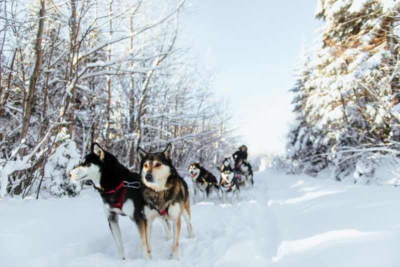 Circuit Magie Blanche au Canada 4* pas cher photo 15