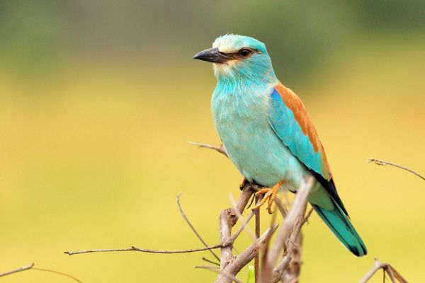 Circuit A la Découverte de l'Afrique du Sud 3* pas cher photo 9