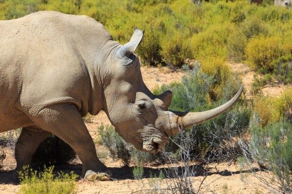 Circuit A la Découverte de l'Afrique du Sud 3* pas cher photo 12