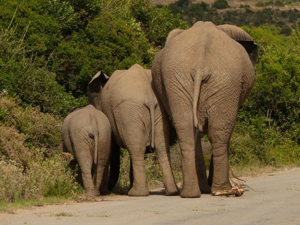 Circuit Splendeurs d'Afrique du Sud 3* pas cher photo 2