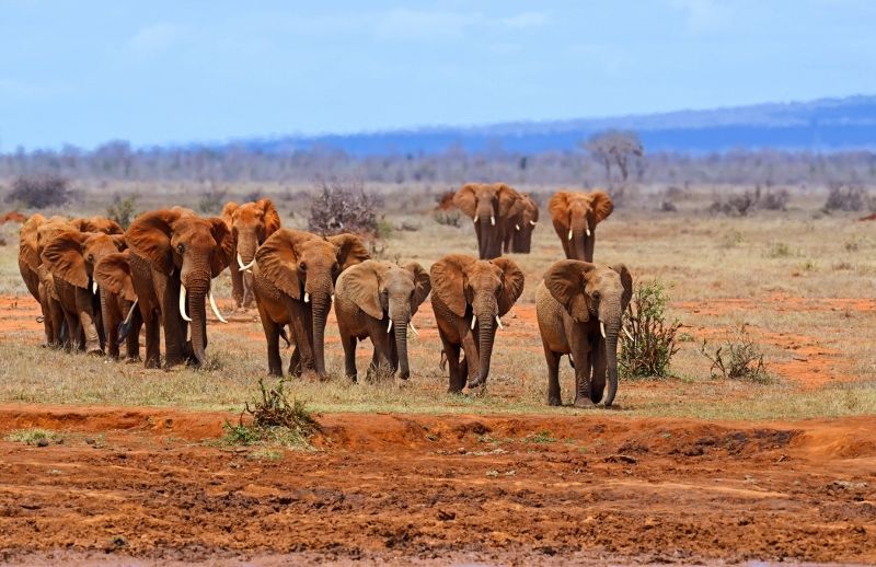 Safari Tsavo East et Hôtel Neptune Paradise Beach Resort et Spa 4* pas cher photo 5