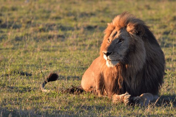 Circuit Tanzanie Authentique 3*-4* pas cher photo 9