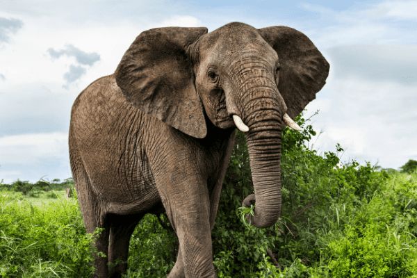 Circuit Tanzanie Authentique 3*-4* pas cher photo 10