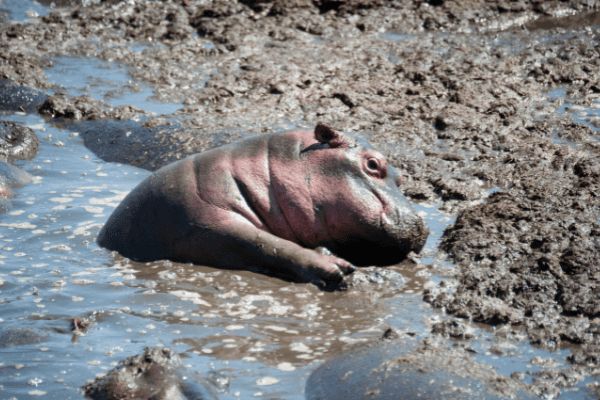 Circuit Tanzanie Authentique 3*-4* pas cher photo 11