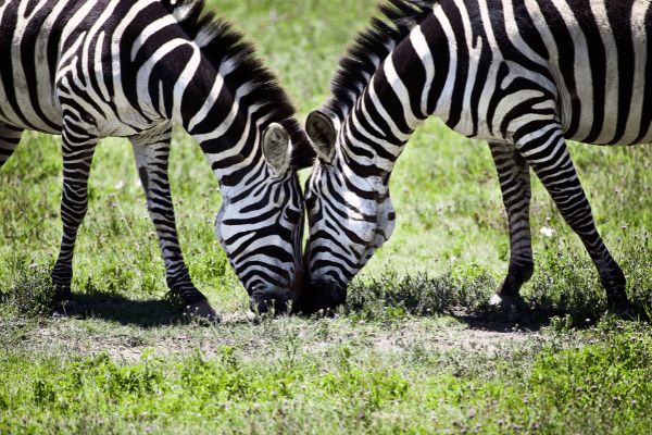 Circuit Tanzanie Authentique 3*-4* pas cher photo 12