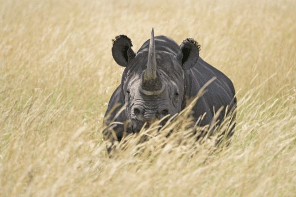 Circuit Tanzanie Authentique 3*-4* pas cher photo 16