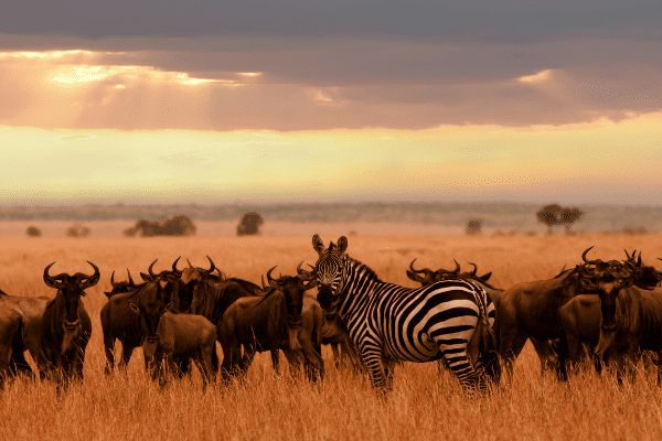 Circuit Tanzanie Authentique 3*-4* pas cher photo 17