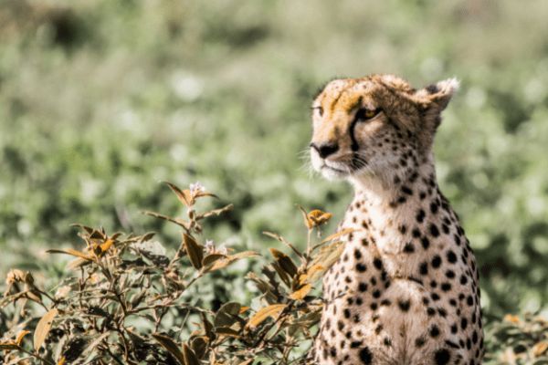 Circuit Tanzanie Authentique 3*-4* pas cher photo 18