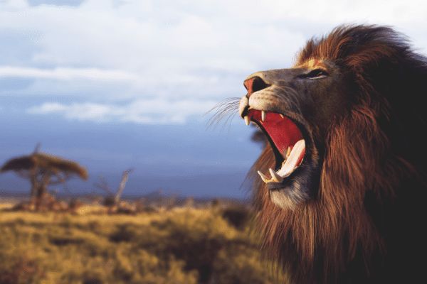 Circuit Tanzanie Authentique 3*-4* pas cher photo 19