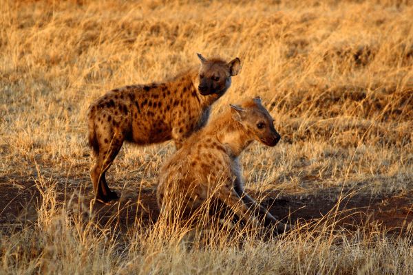 Circuit Tanzanie Authentique 3*-4* pas cher photo 21