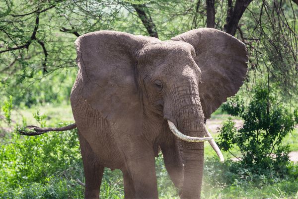 Circuit Tanzanie Authentique 3*-4* pas cher photo 28