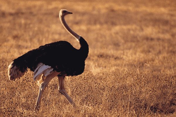 Circuit Tanzanie Authentique 3*-4* pas cher photo 30