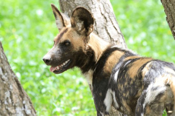 Circuit Tanzanie Authentique 3*-4* pas cher photo 1