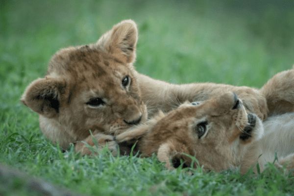 Circuit Tanzanie Authentique 3*-4* pas cher photo 23