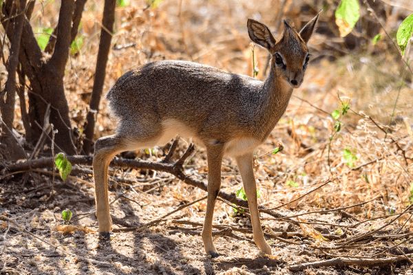 Circuit Tanzanie Authentique 3*-4* pas cher photo 25
