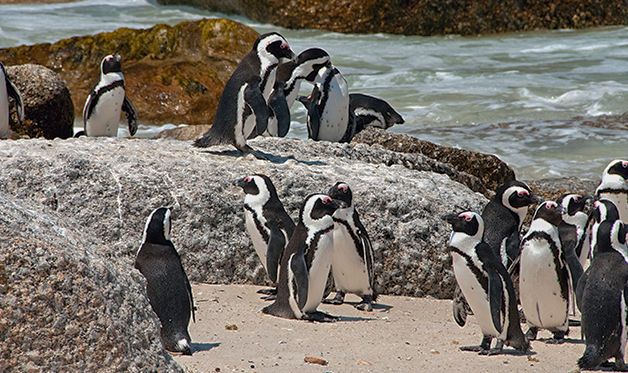 Autotour Du Cap Aux Parcs d'Afrique du Sud 3* pas cher photo 10