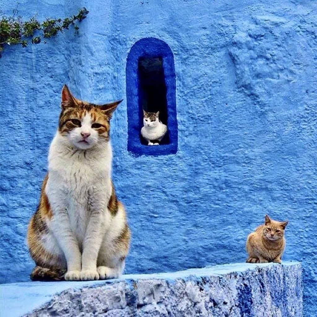 Circuit City Break à Chefchaouen 3* pas cher photo 11