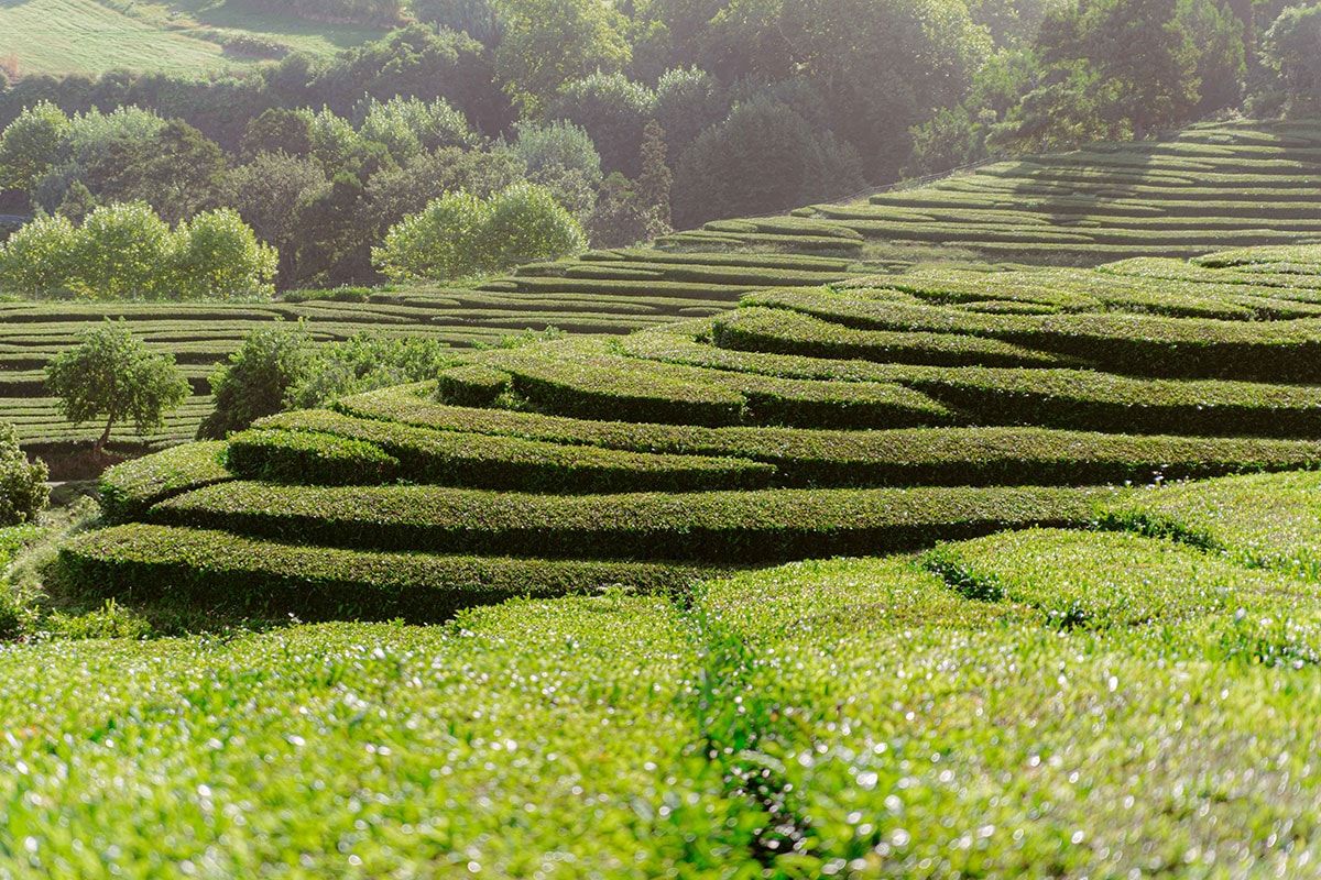 Autotour Road Trip Sao Miguel l'île verte des Açores 4* pas cher photo 11