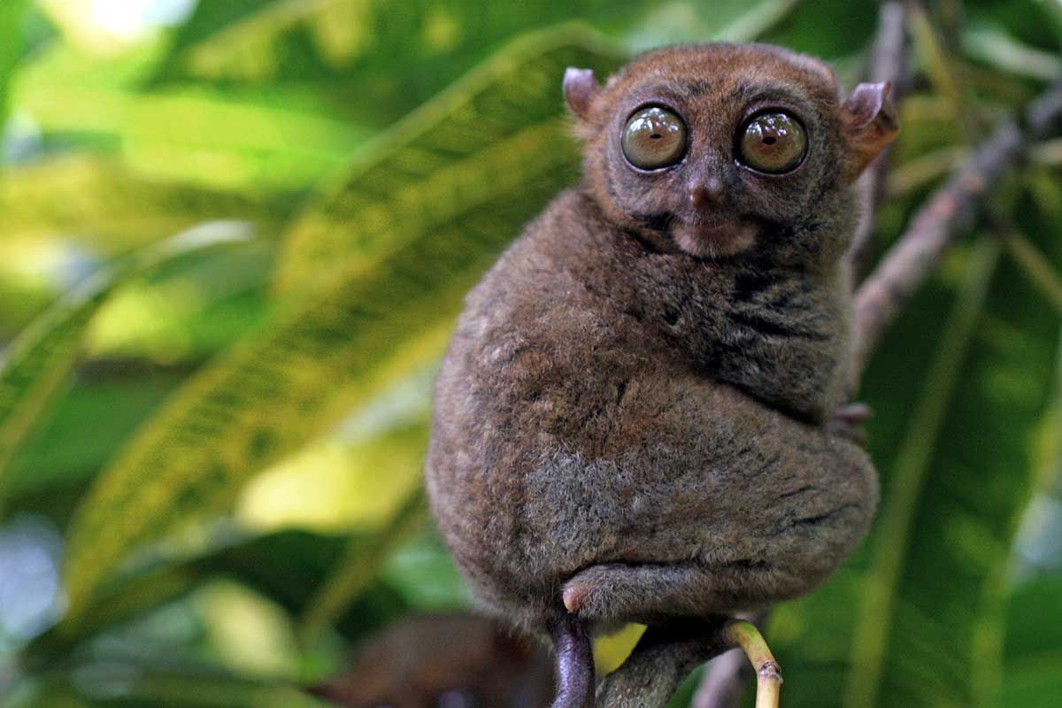 Circuit Nord Luzon, volcans et rizières des Philippines et Extension Bohol-Cebu 2*-3* pas cher photo 18