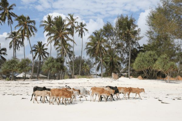 Circuit Des Ocres de Tanzanie à Zanzibar 3*-4* pas cher photo 11
