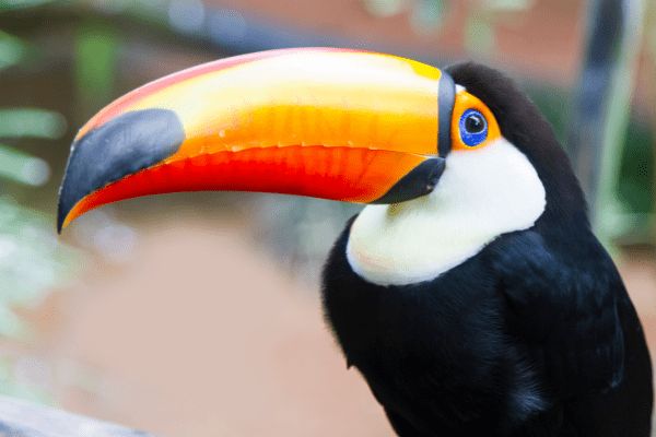 Circuit Baianas et Cariocas, Trésors du Brésil et Plaines du Pantanal 3*-4* pas cher photo 15