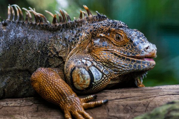 Circuit Baianas et Cariocas, Trésors du Brésil et Plaines du Pantanal 3*-4* pas cher photo 21