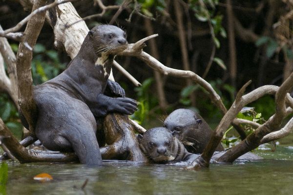 Circuit Baianas et Cariocas, Trésors du Brésil et Plaines du Pantanal 3*-4* pas cher photo 27