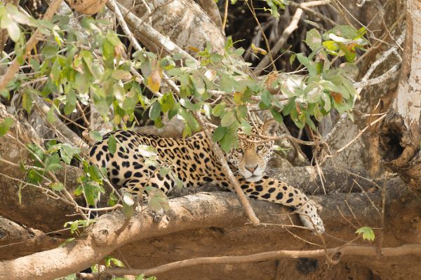 Circuit Baianas et Cariocas, Trésors du Brésil et Plaines du Pantanal 3*-4* pas cher photo 29