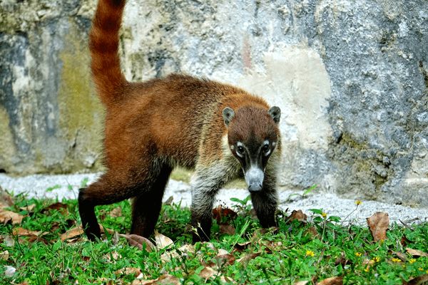 Circuit Sur la Piste du Quetzal et Plage 3*-4*-5* pas cher photo 12