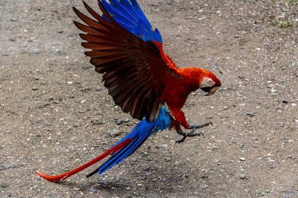 Circuit Sur la Piste du Quetzal et Plage 3*-4*-5* pas cher photo 4