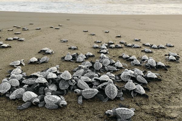 Circuit Sur la Piste du Quetzal et Plage 3*-4*-5* pas cher photo 33