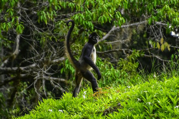 Circuit Sur la Piste du Quetzal et Plage 3*-4*-5* pas cher photo 26