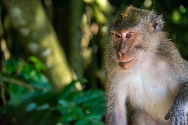 Combiné Rizières et Plage sur l'île des Dieux 3* pas cher photo 1