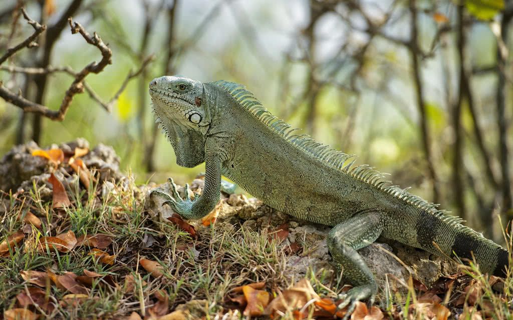 Circuit 3 Iles, 3 Ambiances - Alamanda Jaune pas cher photo 1