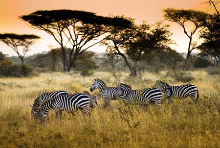 Explorations du Kenya 100% Safari 12J/09N - 2024 pas cher photo 16