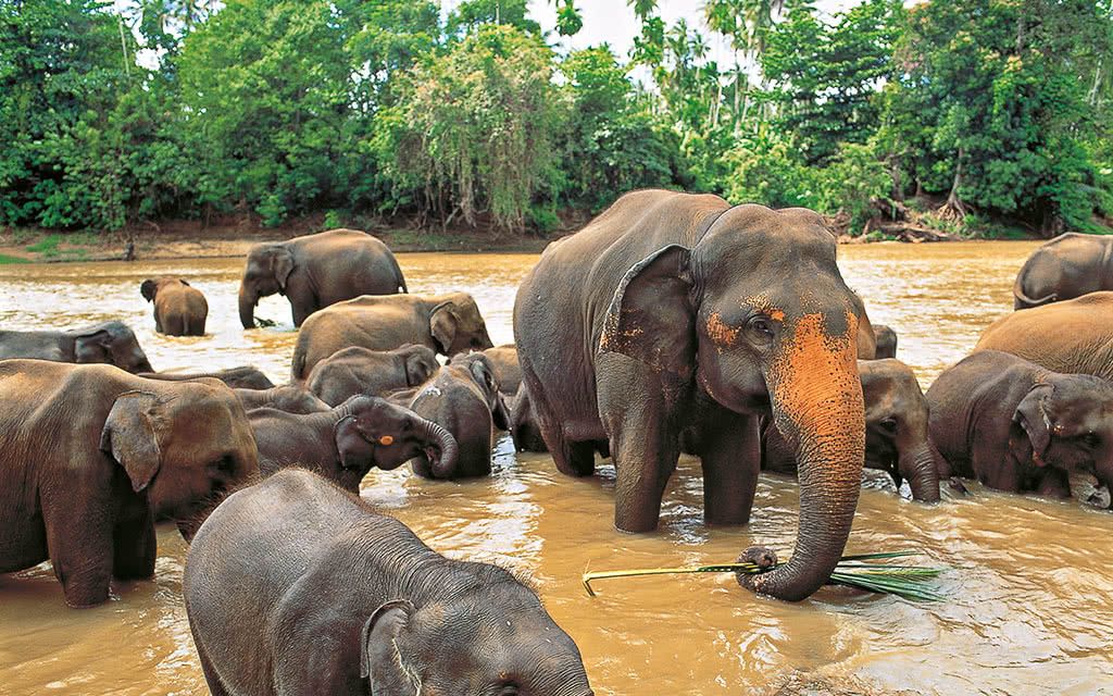 Circuit des plages de l'Est et Kandy - Offre spéciale Noces pas cher photo 10