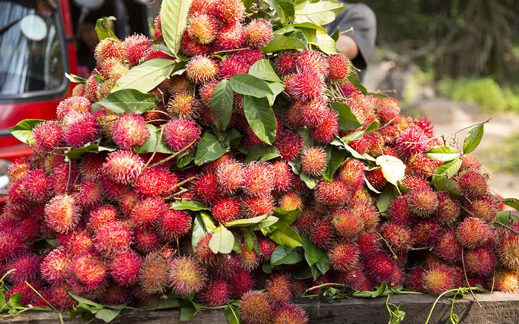 COMBINÉ SRI LANKA : L'île merveilleuse 3 - 7 Nuits + Extension Earl's Reef Beruwala 3 nuits = 10 nui pas cher photo 14