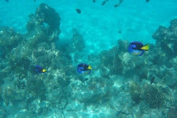 Combiné circuit et hôtel Club Jumbo Zanzibar Bay 4* avec 2 nuits au parc de Selous pas cher photo 5