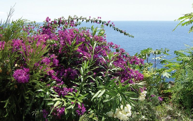 Road trip à Madère - Flex - Madère pas cher photo 4