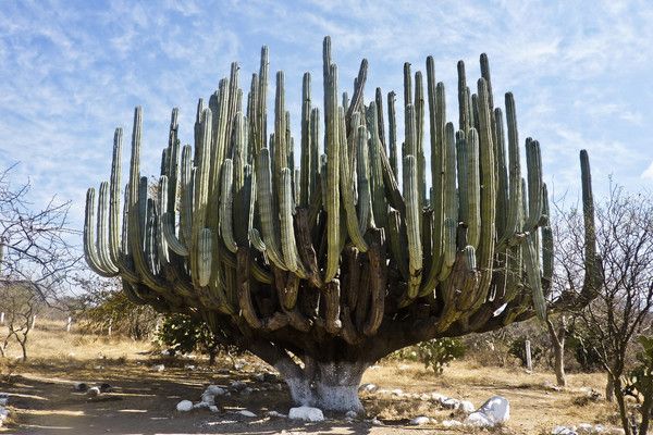 Circuit Couleurs mexicaines en privatif pas cher photo 11
