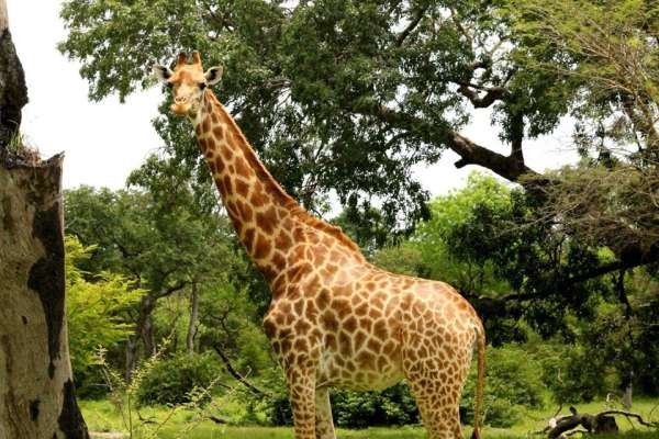 Circuit Beautés du Sénégal et balade avec les lions de Fathala pas cher photo 9