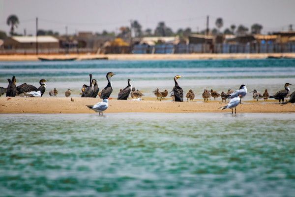 Combiné circuit et hôtel Les Oasis du Sénégal + extension 7 nuits Framissima Palm Beach pas cher photo 10