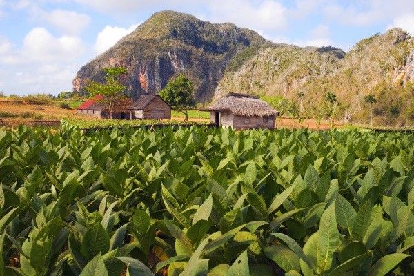 Circuit Trésors Cubains avec extension au Plein Vent Sélection Iberostar Origin Tainos pas cher photo 6