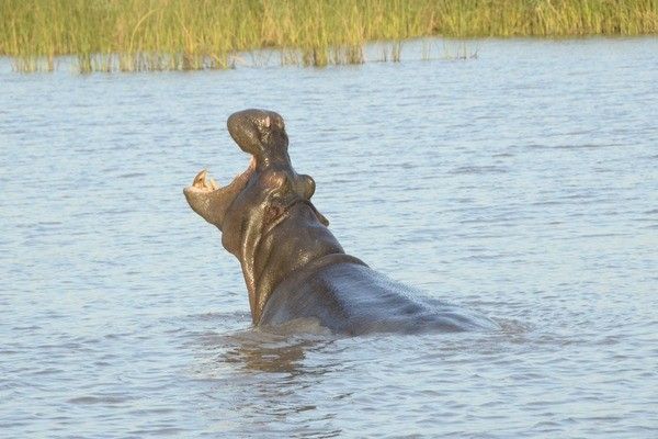 Circuit Toutes les richesses d'Afrique du Sud + extension aux Chutes Victoria 3* pas cher photo 43