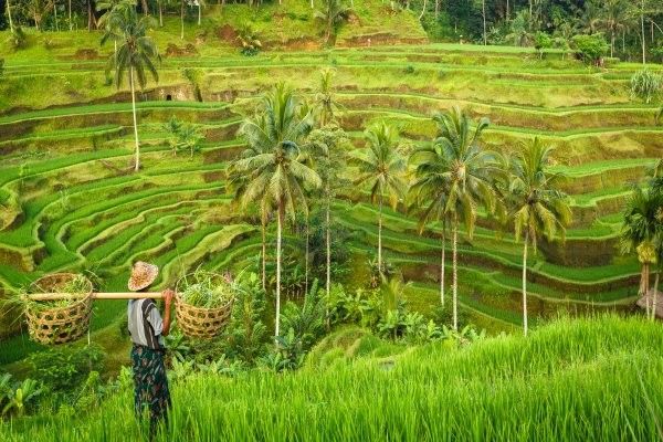 Combiné circuit et hôtel Merveilles de Bali & extension Aston Kuta 4* pas cher photo 3