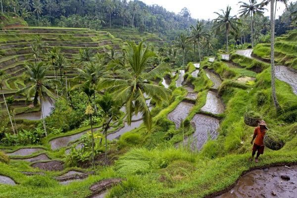 Combiné circuit et hôtel Merveilles de Bali & extension Aston Kuta 4* pas cher photo 13