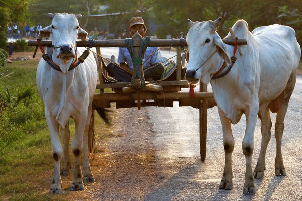 Circuit Lotus du Cambodge et plage à Koh Rong 3* pas cher photo 16