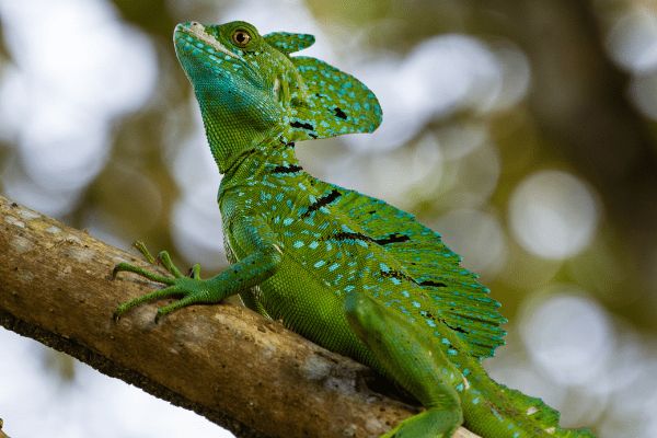 Circuit Autotour entre Océan Pacifique et Mer des Caraïbes pas cher photo 9