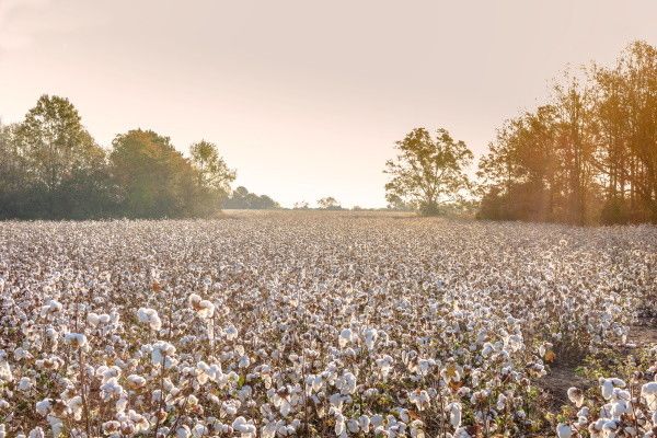Circuit Coeur de Louisiane, entre Bayous et Plantations 2*-3* pas cher photo 6